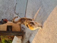 4 aylık dişi kısır yavru