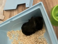 Ücretsiz Ginepig Sahiplendirme
