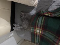 Ücretsiz sahiplendirme british shorthair acil