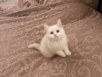 British Shorthair 2 Aylık