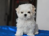 Korean maltipoo puppies (cheap) 2 kg olacak