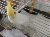 Çalıştığım için ilgilenemiyorum uygun verilecek