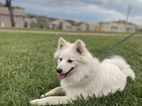 Japon spitz kalıcı yuva
