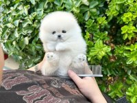 POMERANİAN TEDDY YAVRULAR