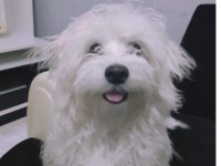 1 yaşında Maltese terrier