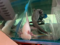 Ücretli axolotl