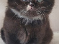 Eşsiz güzellikte ipek tüylü Birman ve British longhair