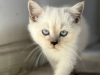 Show kalite british shorthair yavrular