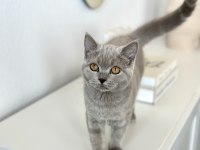 SAFKAN BRITISH SHORTHAIR