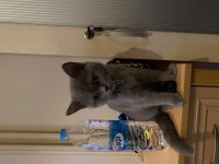 Bristh shorthair 6 aylık Erkek