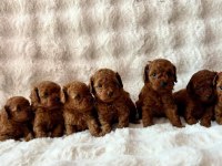 Özel Toy Poodle Yavrular Güvenilir Çiftlikten
