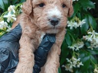 Irk Ve Sağlık Garanti Poodle Yavrularımuz