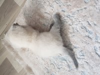 Yavru scottish fold