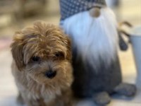 A KALİTE MALTİPOO YAVRULARIMIZ
