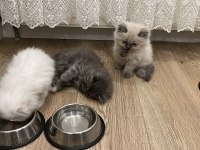 Scottish fold longhair yavru beyaz