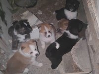 akita yavruları sahnede