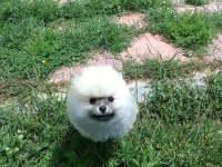 POMERANİAN BOO KÖPEĞİ