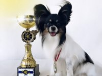 Safkan PAPİLLON erkek köpeğimi sahiplendiriyorum