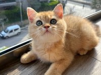 Full şecereli golden erkek yavrumuz british longhair