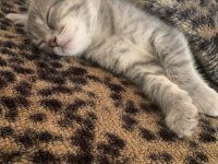 3 AYLIK DİŞİ YAVRU KEDİMİZ