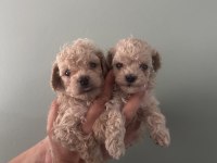 Toy poodle ırk garantili dişi erkek