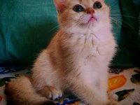 British Shorthair NY 12 dişi