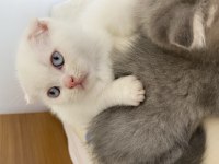 Scottish fold beyaz maviş