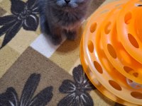 Scottish Fold Minnoşum