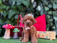 Safkan Toy Poodle Yavrularımız