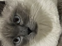 British shorthair kedimi çiftleştirmek istiyorum