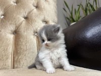 British Longhair Kediler