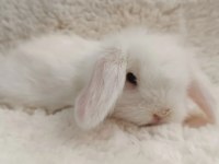 Hollanda Lop Bebek Tavşanlar