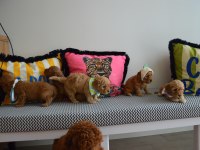 Ev Doğumu Maltipoo Bebi̇şleri̇m Yeni Yuvasını Arıyor