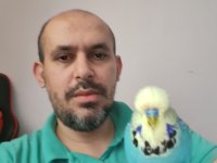 Show jumbo muhabbet kuşu erkek ve dişiler hazır