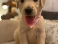 Golden retriever tuvalet eğitimi otur eğitimi vardır