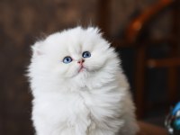 Mükemmel Kalite Bebek Yüzlü British Longhair Ayıcık