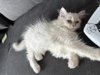 3 aylık dişi british longhair yavrumuza yuva arıyoruz