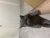 Uyguna temiz ev ortamında british shorthair