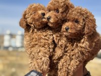 Minyatür poodle yavrularımız aşılı karneli