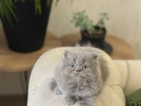 A KALİTE BRİTİSH LONGHAİR YAVRUM