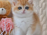 Güzellik timsali golden british shorthair