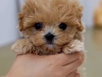 Toy Poodle Safkan