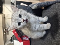 Sıcakkanlı sevimli dişi british shorthair