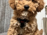 Köpeğimiz Paris Yeni Yuvasını Arıyor