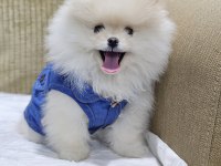 Olağanüstü güzellikte pomeranian