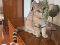 British Shorthair Sağlıklı Yavrular