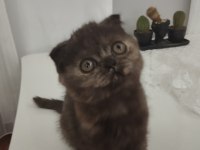 Exotic shorthair dişi yavrumuz Trakya geneli sahiplendirme