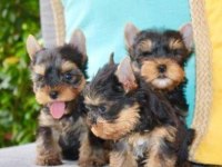 Irk Ve Sağlık Garantili Yorkshire Terrier