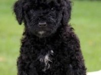 Solid black maltipoo yavrular