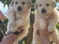 Irk ve Sağlık Garantili Golden Retriever